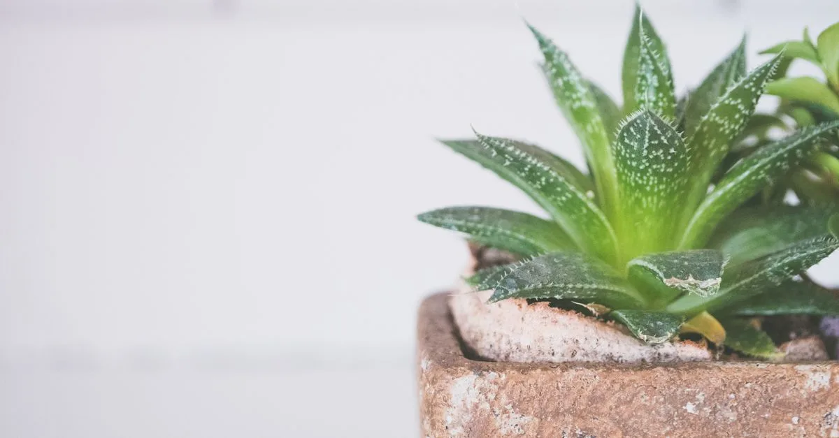 découvrez les effets de la consommation d'aloe vera sur la santé, ses bienfaits, ses précautions d'utilisation et ses impacts potentiels.