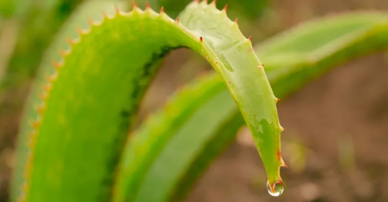 découvrez les effets de la consommation d'aloe vera sur la santé, ses bienfaits potentiels et les précautions à prendre pour une utilisation optimale.