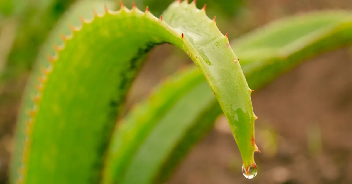 découvrez les effets de la consommation d'aloe vera sur la santé, ses bienfaits potentiels et les précautions à prendre pour une utilisation optimale.