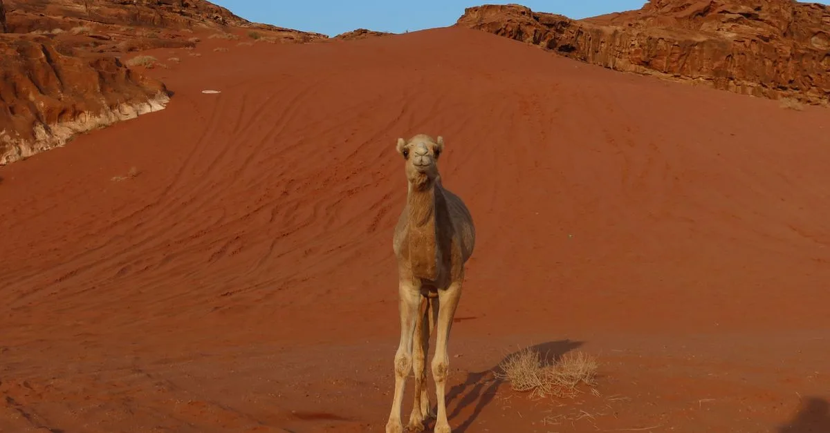 découvrez ce qu'est le 'camel toe', son origine, son impact culturel et les différentes perceptions autour de ce phénomène vestimentaire.