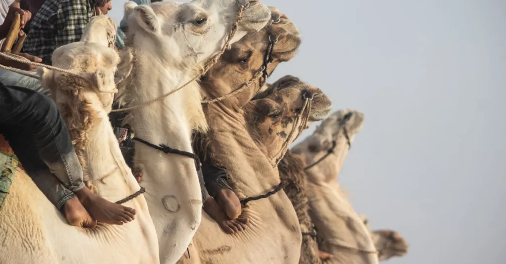 découvrez ce qu'est le camel toe, son origine, et les discussions autour de ce phénomène vestimentaire.