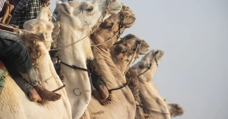découvrez ce qu'est le camel toe, son origine, et les discussions autour de ce phénomène vestimentaire.