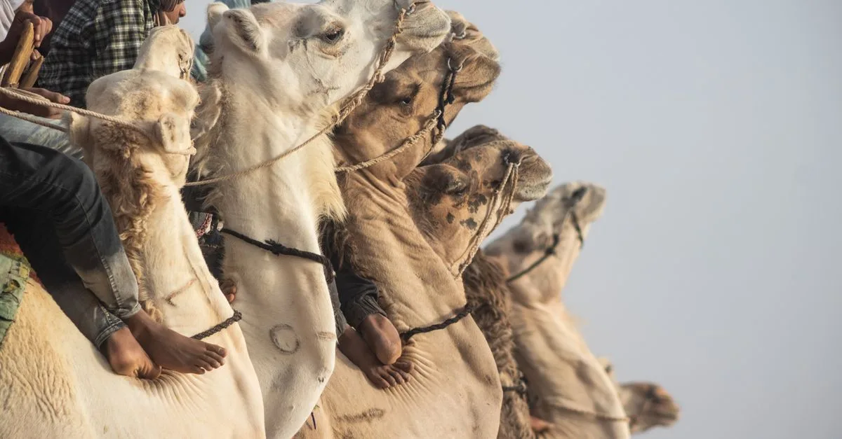 découvrez ce qu'est le camel toe, son origine, et les discussions autour de ce phénomène vestimentaire.