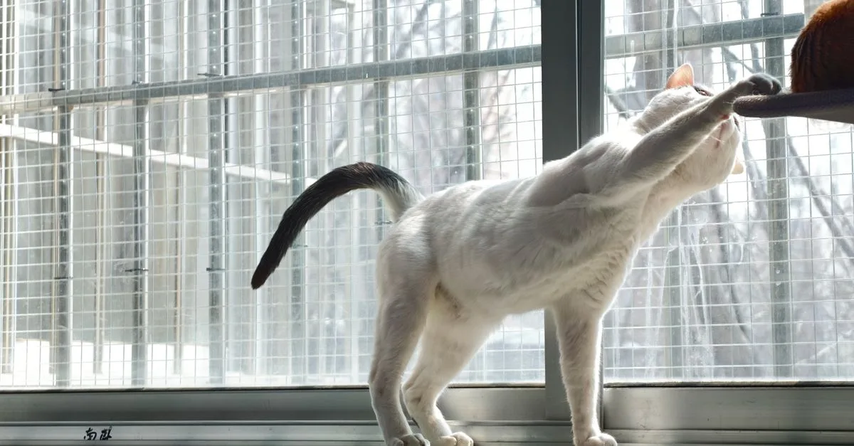 découvrez des conseils pratiques pour assurer une coexistence harmonieuse entre vos chats et créer un environnement paisible et convivial.