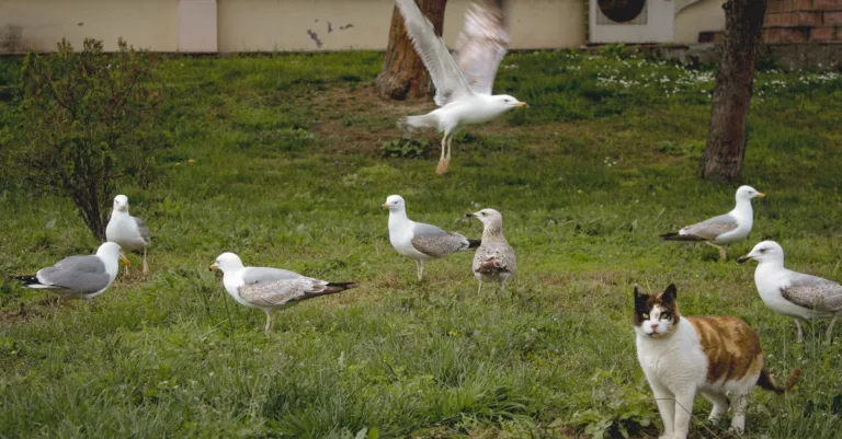 découvrez des conseils pratiques pour assurer une coexistence harmonieuse entre vos chats et leur environnement, favorisant la paix et le bien-être de vos animaux.