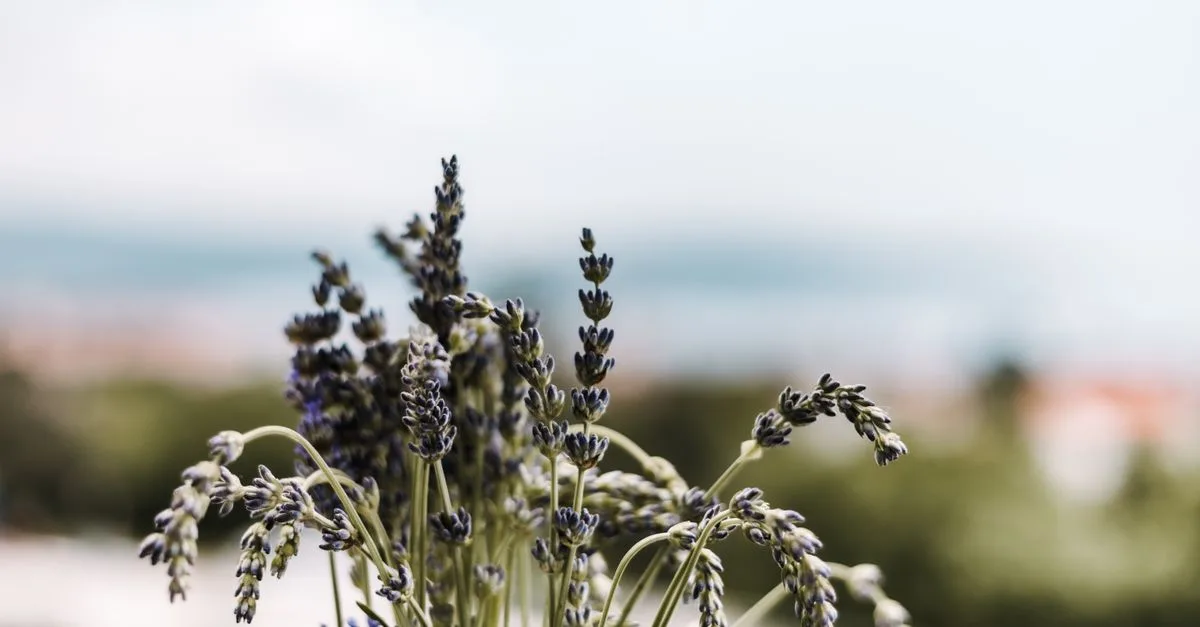 découvrez le linalool, un composé naturel aux propriétés aromatiques et relaxantes prisé en parfumerie et en aromathérapie.