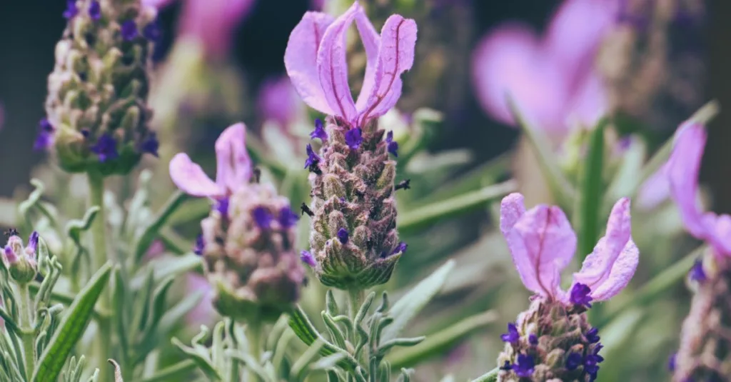 découvrez le linalool, un composé naturel aux arômes floraux et épicés, largement utilisé en parfumerie et en aromathérapie pour ses propriétés apaisantes.