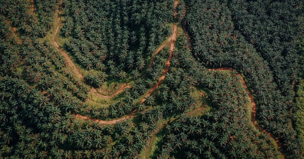 découvrez les bienfaits de l'huile de palmiste pour la santé, la beauté et la nutrition, ainsi que ses utilisations variées et ses avantages naturels.