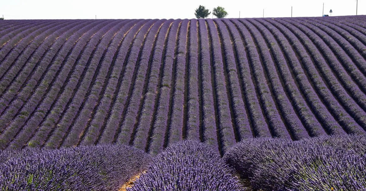 découvrez les bienfaits des fleurs de provence en cosmétique : des ingrédients naturels aux propriétés apaisantes, hydratantes et revitalisantes pour une peau éclatante et saine.