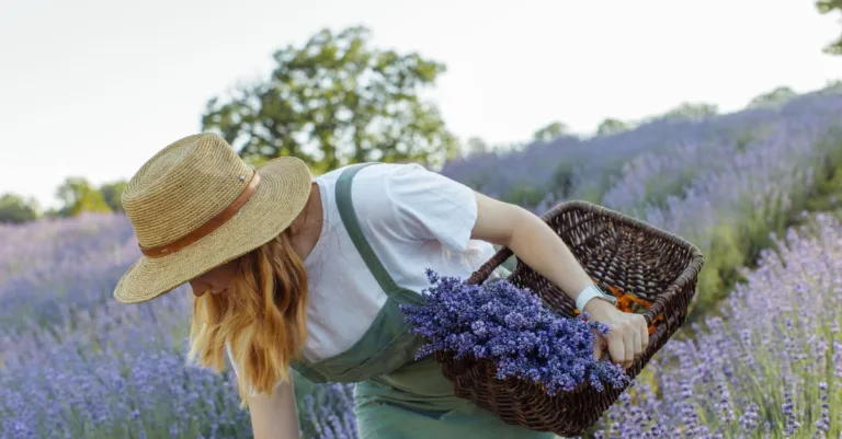 découvrez les bienfaits des fleurs de provence en cosmétique pour une peau éclatante et naturellement soignée.