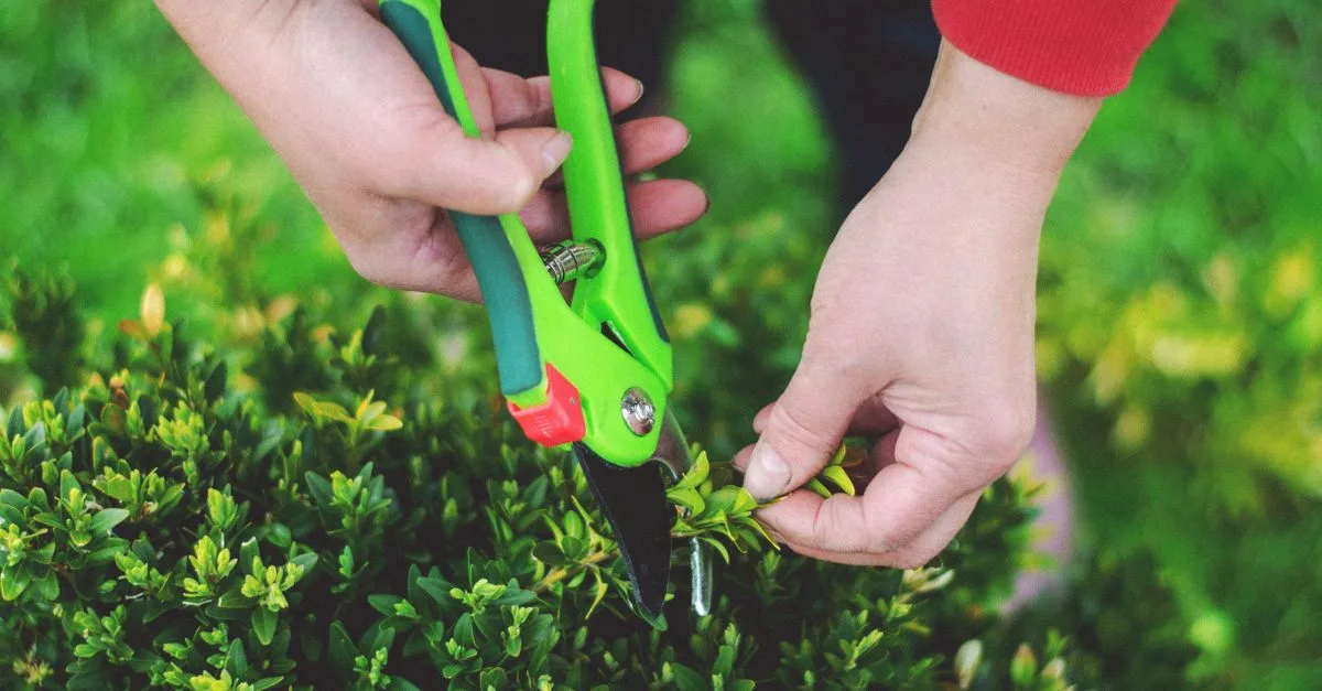 découvrez les meilleures techniques d'élagage pour maintenir la santé et la beauté de vos arbres et arbustes. conseils pratiques pour un jardinage efficace.