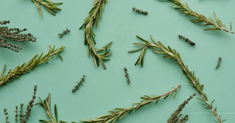 découvrez les bienfaits du romarin pour la santé, ses propriétés antioxydantes, anti-inflammatoires, et comment l'utiliser en cuisine et en médecine naturelle.