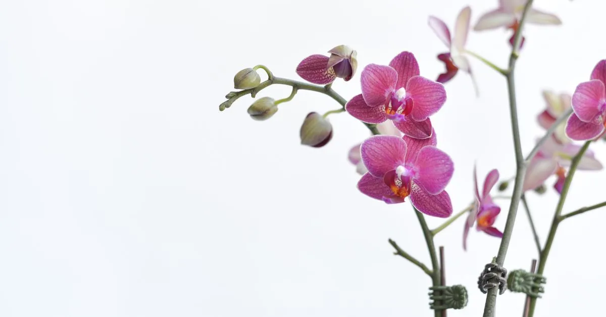 apprenez à identifier les orchidées sauvages grâce à notre guide complet et facile à suivre, idéal pour les passionnés de nature et de botanique.