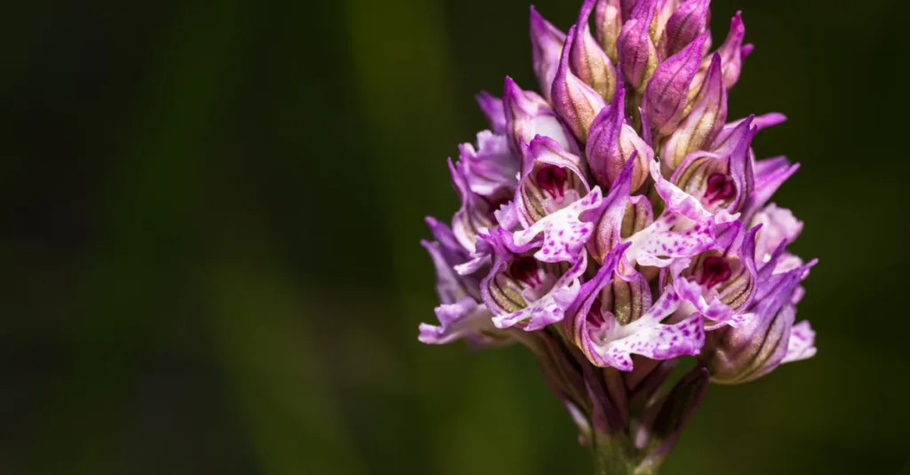 découvrez comment identifier les orchidées sauvages grâce à notre guide complet d'identification des orchidées naturelles, avec des conseils experts et des photos détaillées.
