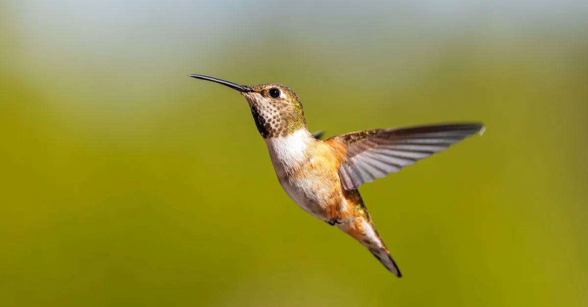 découvrez la signification du tatouage colibri, un symbole de joie, liberté et énergie positive, souvent choisi pour représenter l'espoir et la légèreté.