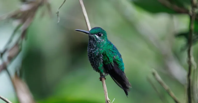 découvrez la signification du tatouage colibri, symbole de joie, liberté et renouveau. un motif délicat porteur de messages positifs et d'espoir.